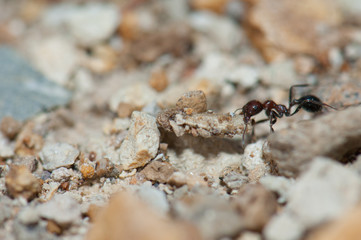 Ant Messor minor maurus carrying food. Integral Natural Reserve of Inagua. Gran Canaria. Canary Islands. Spain.
