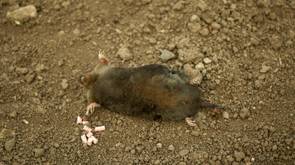 Poisoning by poison pellet rodenticides pesticide agriculture against rodents voles mice. mole European Talpa dead death corpse soil ground mouse, burying beetle Nicrophorus vespillo deratization