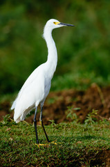 Snowy Egret (Egretta thula) in Cano Negro National Park, Costa Rica