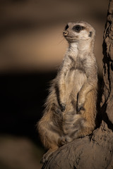 Das Erdmännchen (Suricata suricatta) sitzt lässig  am Felsen HQ 300 DPI
