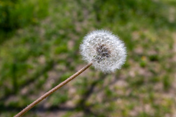 Dandelion flower in the forest.