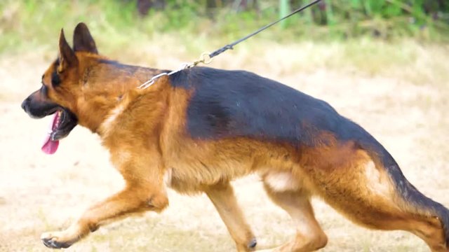 portrait of a german shepherd slow motion