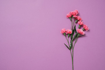 紫色背景に赤いカーネーション