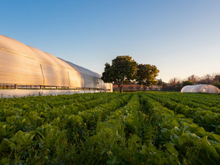 agricultural field with a greenhouse