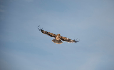 Big bird in the sky