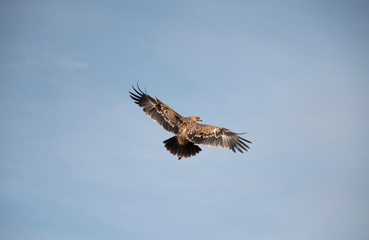 eagle in the sky