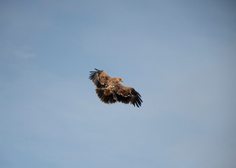 eagle in the sky