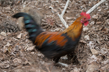 Hen Gallus gallus domesticus foraging. Picture blur to suggest movement. The Nublo Rural Park. Tejeda. Gran Canaria. Canary Islands. Spain.