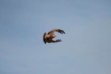 eagle in the sky