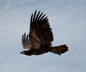 eagle in the sky