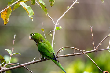 an isolated green parrot perches on tree branch looking to camera left on a spring afternoon 