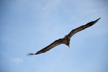eagle in the sky