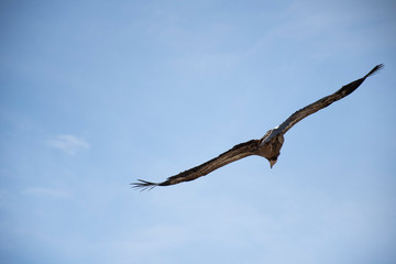 eagle in the sky