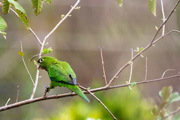 an isolated green parrot perches on tree branch looking to camera left on a spring afternoon 