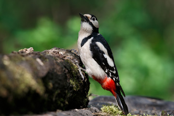 a woodpecker on a perch looks around for food. Great Spotted Woodpecker.