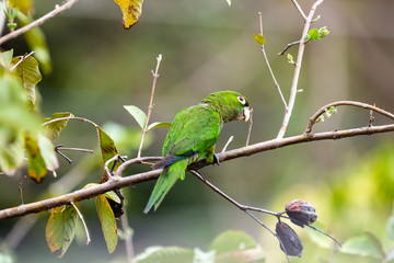 an isolated green tropical parrot perches on a branch looking camera right on a warm sunny afternoon