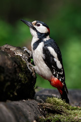 a woodpecker on a perch looks around for food. Great Spotted Woodpecker.