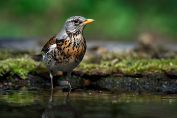 thrush the Fieldfare near the water in spring against the background of greenery