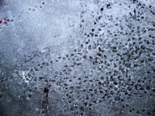 Duck tracks frozen in ice