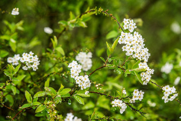 Branch of white Spiraea. Spring time blossom