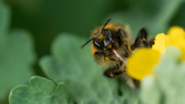 Zapylanie Bilder Durchsuchen 1,807 Archivfotos, und