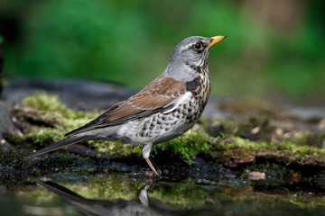 thrush the Fieldfare near the water in spring against the background of greenery
