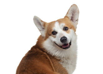 Portrait of a dog on a white background. Smiling Corgi. Pet in the studio.