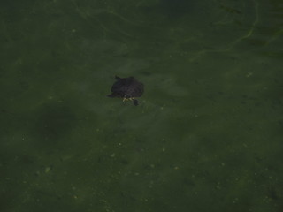 tortuga en bajo el agua