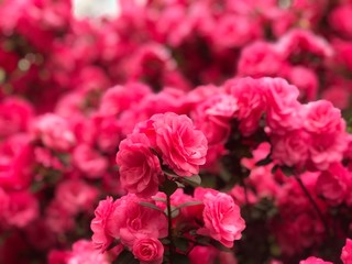 pink and white roses