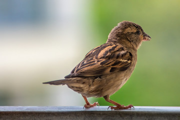 Juvenal sparrow (Passer domesticus) sitting on the balcony railing with blurry background.