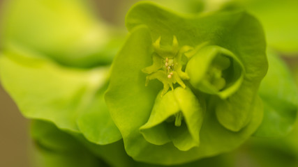 wilczomlecz migdałolistny