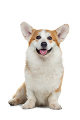 Portrait of a dog on a white background. Smiling Corgi. Pet in the studio.