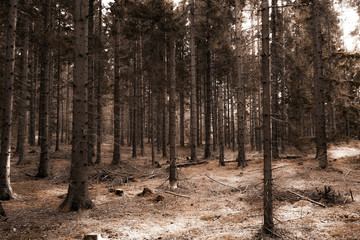 Fototapeta premium trees in the forest