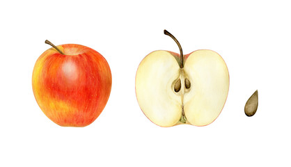 Watercolor botanical painting. Bright red apple with half cut and apple seed. Hand drawn illustration isolated on white background.
