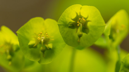 wilczomlecz migdałolistny
