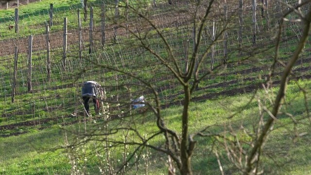Woman digs ground around raspberries - (4K)