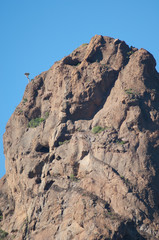 Gran Canaria dragon tree Dracaena tamaranae, in the top left, growing on a great rock. Arguineguin ravine. Gran Canaria. Canary Islands. Spain.