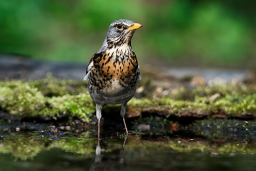 thrush the Fieldfare near the water in spring against the background of greenery