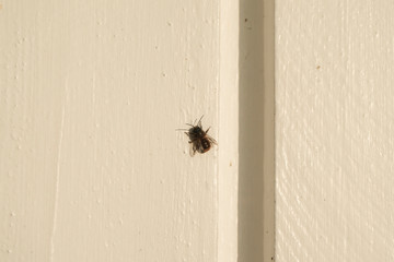 A bee sitting on a tree wall.