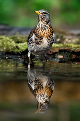 thrush the Fieldfare near the water in spring against the background of greenery