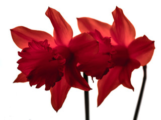 red lily against white background