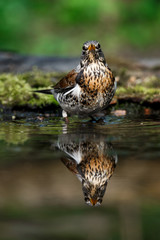thrush the Fieldfare near the water in spring against the background of greenery