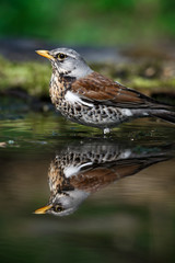 thrush the Fieldfare near the water in spring against the background of greenery