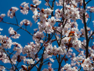 cherry tree blossom
