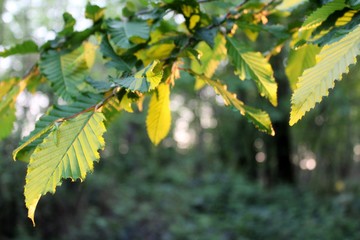 Foglie di castagno in controluce al tramonto