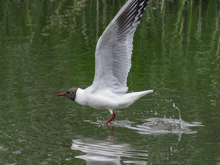 seagull taking off from water