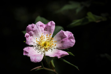Obraz premium close up of pink flower