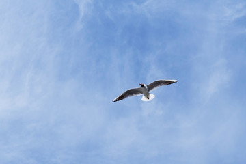 seagull in the sky
