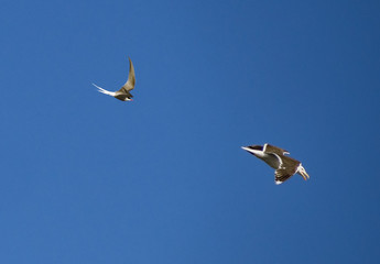 tern chasing a herring gull