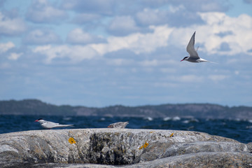 Fototapeta premium two terns protecting their chick